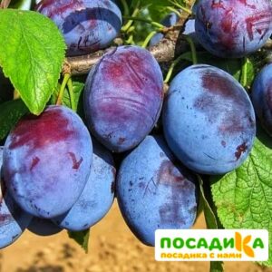 Слива Чачакская ранняя купить по цене от 229.00р. в интернет-магазине «Посадика» с доставкой почтой в в Межгорьее и по всей России – [изображение №1].