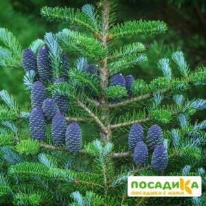 Пихта корейская (Abies koreana) купить по цене от 450.00р. в интернет-магазине «Посадика» с доставкой почтой в в Межгорьее и по всей России – [изображение №1].