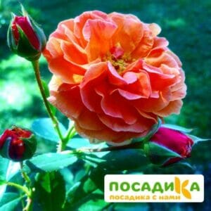 Роза Арабия купить по цене от 350.00р. в интернет-магазине «Посадика» с доставкой почтой в в Межгорьее и по всей России – [изображение №1].