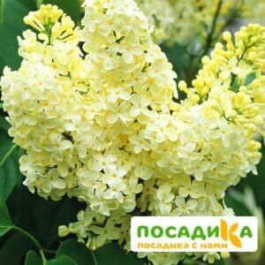 Сирень Примроуз (Primrose) купить по цене от 529.00р. в интернет-магазине «Посадика» с доставкой почтой в в Межгорьее и по всей России – [изображение №1].