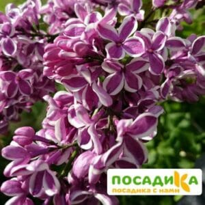 Сирень Сенсация купить по цене от 529.00р. в интернет-магазине «Посадика» с доставкой почтой в в Межгорьее и по всей России – [изображение №1].