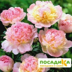 Пион Распберри Сандей (Paeonia Raspberry Sundae) купить по цене от 959р. в интернет-магазине «Посадика» с доставкой почтой в в Межгорьее и по всей России – [изображение №1].