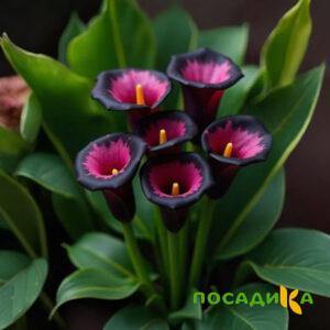 Калла Аура Лейс купить по цене от 400р. в интернет-магазине «Посадика» с доставкой почтой в в Межгорьее и по всей России – [изображение №1].