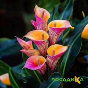Калла Оникс купить по цене от 450р. в интернет-магазине «Посадика» с доставкой почтой в в Межгорьее и по всей России – [изображение №1].