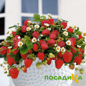 Клубника Рубиновый Шепот (горшечная) купить по цене от 240р. в интернет-магазине «Посадика» с доставкой почтой в в Межгорьее и по всей России – [изображение №1].