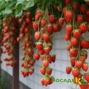 Клубника вьющаяся Комплимент купить по цене от 470р. в интернет-магазине «Посадика» с доставкой почтой в в Межгорьее и по всей России – [изображение №1].