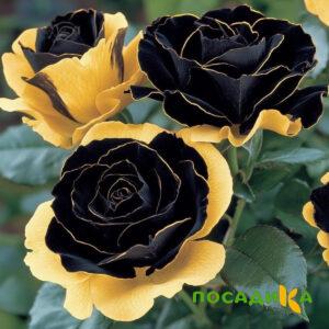 Роза Ханни Сикл купить по цене от 700р. в интернет-магазине «Посадика» с доставкой почтой в в Межгорьее и по всей России – [изображение №1].