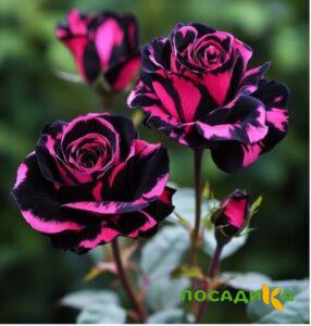Роза Багровый Шепот купить по цене от 366р. в интернет-магазине «Посадика» с доставкой почтой в в Межгорьее и по всей России – [изображение №1].