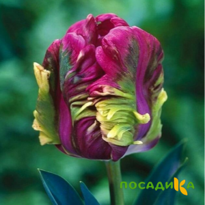 Тюльпан Экзотик Хэвен купить по цене от 186р. в интернет-магазине «Посадика» с доставкой почтой в в Межгорьее и по всей России – [изображение №1].