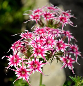 Флокс Метельчатый Путь купить по цене от 456р. в интернет-магазине «Посадика» с доставкой почтой в в Межгорьее и по всей России – [изображение №1].