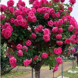 Роза Версаля купить по цене от 232р. в интернет-магазине «Посадика» с доставкой почтой в в Межгорьее и по всей России – [изображение №1].