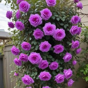 Роза Мистик Уайт купить по цене от 620р. в интернет-магазине «Посадика» с доставкой почтой в в Межгорьее и по всей России – [изображение №1].