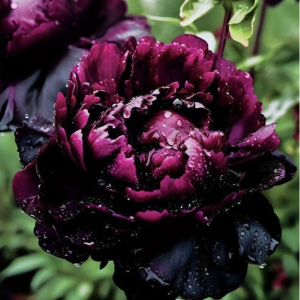 Пион Темный Сад купить по цене от 421р. в интернет-магазине «Посадика» с доставкой почтой в в Межгорьее и по всей России – [изображение №1].