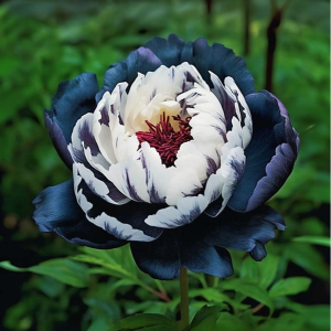 Пион Древовидный Инь-Янь купить по цене от 419р. в интернет-магазине «Посадика» с доставкой почтой в в Межгорьее и по всей России – [изображение №1].