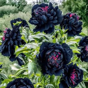 Пион древовидный Сердце Афродиты купить по цене от 600р. в интернет-магазине «Посадика» с доставкой почтой в в Межгорьее и по всей России – [изображение №1].