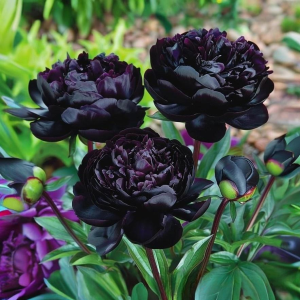 Пион Королевский Бархат купить по цене от 419р. в интернет-магазине «Посадика» с доставкой почтой в в Межгорьее и по всей России – [изображение №1].