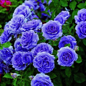 Роза Блю Мун купить по цене от 450р. в интернет-магазине «Посадика» с доставкой почтой в в Межгорьее и по всей России – [изображение №1].