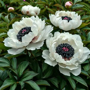 Пион Инк Эн купить по цене от 429р. в интернет-магазине «Посадика» с доставкой почтой в в Межгорьее и по всей России – [изображение №1].