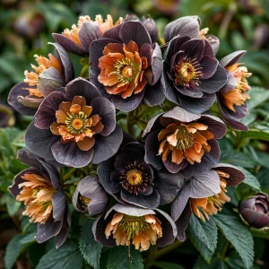 Морозник Блум Айс купить по цене от 499р. в интернет-магазине «Посадика» с доставкой почтой в в Межгорьее и по всей России – [изображение №1].