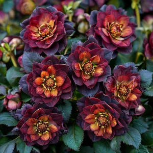 Морозник Сноу Дроп купить по цене от 348р. в интернет-магазине «Посадика» с доставкой почтой в в Межгорьее и по всей России – [изображение №1].