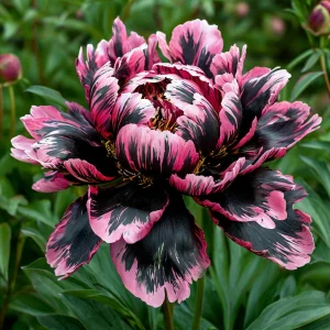 Пион Дроп Руби купить по цене от 469р. в интернет-магазине «Посадика» с доставкой почтой в в Межгорьее и по всей России – [изображение №1].