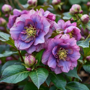 Морозник Айс Принцесс Чарм купить по цене от 650р. в интернет-магазине «Посадика» с доставкой почтой в в Межгорьее и по всей России – [изображение №1].