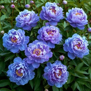 Пион Голубой лотос купить по цене от 590р. в интернет-магазине «Посадика» с доставкой почтой в в Межгорьее и по всей России – [изображение №1].