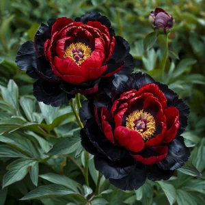 Пион Эбеновый Рубин купить по цене от 419р. в интернет-магазине «Посадика» с доставкой почтой в в Межгорьее и по всей России – [изображение №1].