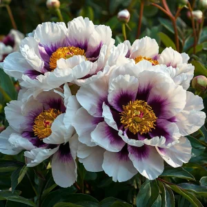 Пион Эко Саммер купить по цене от 548р. в интернет-магазине «Посадика» с доставкой почтой в в Межгорьее и по всей России – [изображение №1].