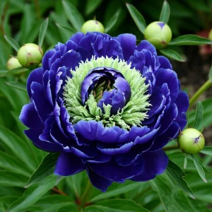 Пион Дримвивер купить по цене от 417р. в интернет-магазине «Посадика» с доставкой почтой в в Межгорьее и по всей России – [изображение №1].