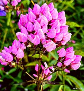 Флокс Бутоник купить по цене от 461р. в интернет-магазине «Посадика» с доставкой почтой в в Межгорьее и по всей России – [изображение №1].