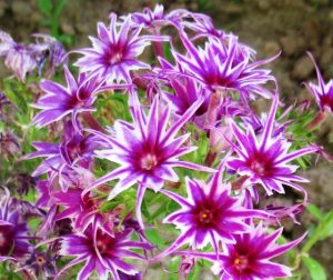 Флокс Звездное Кружево купить по цене от 361р. в интернет-магазине «Посадика» с доставкой почтой в в Межгорьее и по всей России – [изображение №1].