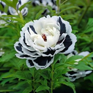 Пион Монохромный Шик купить по цене от 429р. в интернет-магазине «Посадика» с доставкой почтой в в Межгорьее и по всей России – [изображение №1].