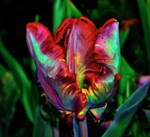 Тюльпан Эирпрайз купить по цене от 270р. в интернет-магазине «Посадика» с доставкой почтой в в Межгорьее и по всей России – [изображение №1].