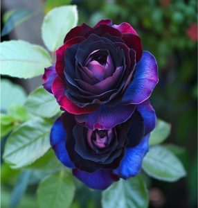 Роза Скарлет Рэвери купить по цене от 489р. в интернет-магазине «Посадика» с доставкой почтой в в Межгорьее и по всей России – [изображение №1].