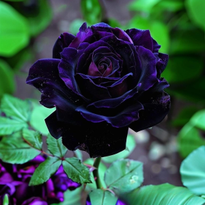 Роза Блэк Пантер купить по цене от 319р. в интернет-магазине «Посадика» с доставкой почтой в в Межгорьее и по всей России – [изображение №1].