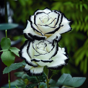 Роза Силк Ивин купить по цене от 319р. в интернет-магазине «Посадика» с доставкой почтой в в Межгорьее и по всей России – [изображение №1].