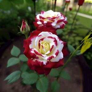 Роза Роял Глом купить по цене от 401р. в интернет-магазине «Посадика» с доставкой почтой в в Межгорьее и по всей России – [изображение №1].