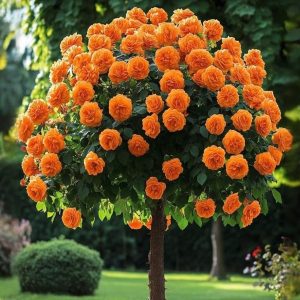 Роза Солнечный Шарм купить по цене от 349р. в интернет-магазине «Посадика» с доставкой почтой в в Межгорьее и по всей России – [изображение №1].