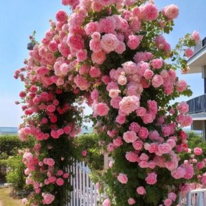 Роза Пастель Розе купить по цене от 605р. в интернет-магазине «Посадика» с доставкой почтой в в Межгорьее и по всей России – [изображение №1].