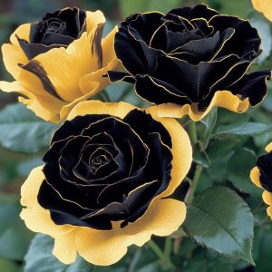 Роза Ханни Сикл купить по цене от 700р. в интернет-магазине «Посадика» с доставкой почтой в в Межгорьее и по всей России – [изображение №1].