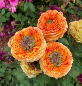 Роза Золотой Мираж купить по цене от 420р. в интернет-магазине «Посадика» с доставкой почтой в в Межгорьее и по всей России – [изображение №1].