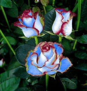 Роза Сафайер Пэтл купить по цене от 450р. в интернет-магазине «Посадика» с доставкой почтой в в Межгорьее и по всей России – [изображение №1].