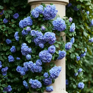 Роза плетистая Блю Перпл купить по цене от 540р. в интернет-магазине «Посадика» с доставкой почтой в в Межгорьее и по всей России – [изображение №1].